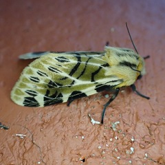 Hypercompe nemophila
