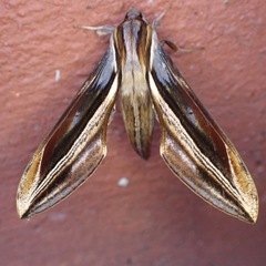 Xylophanes pyrrhus