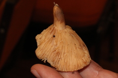 Lactarius subvillosus
