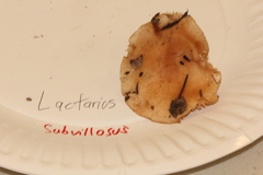 Lactarius subvillosus