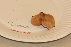 Lactarius subvillosus