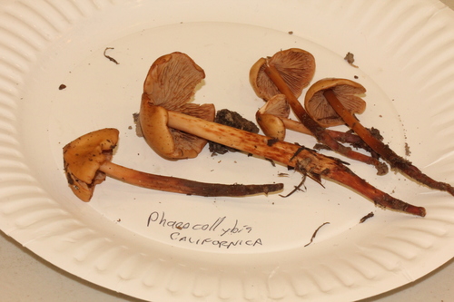 Phaeocollybia californica image