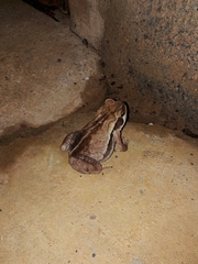 Rhinella crucifer