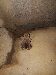 Rhinella crucifer