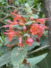 Colquhounia coccinea