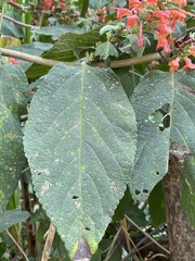 Colquhounia coccinea