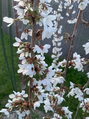 Prunus