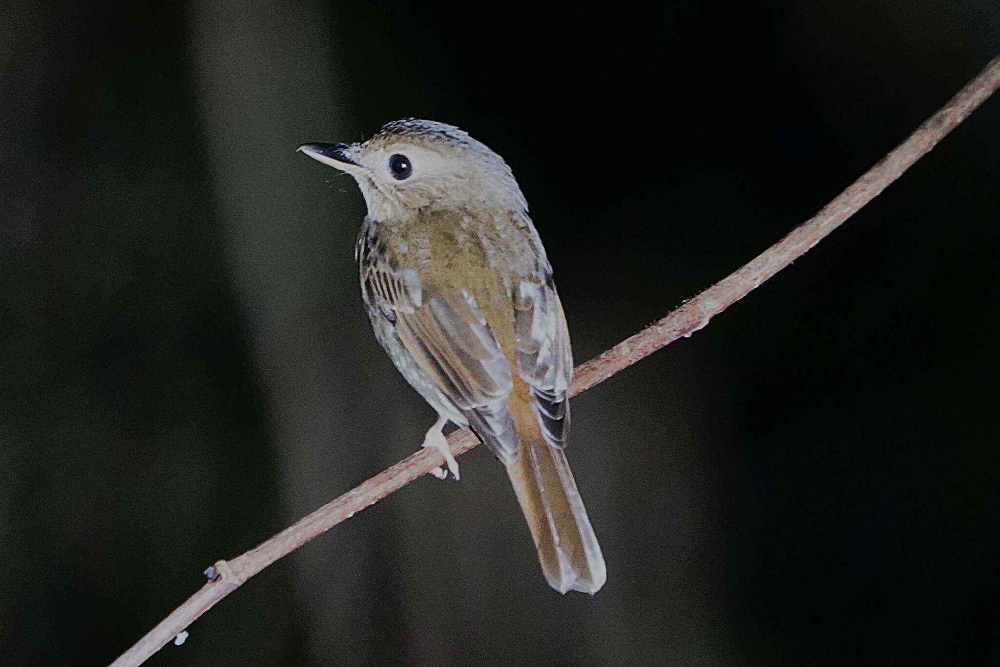 Nicobar Jungle Flycatcher illustration