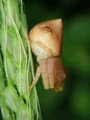 Epicadus taczanowskii