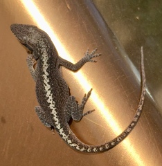 Anolis carolinensis