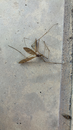 Unknown species found near Norway Valley Dr, Northfield, MN, US