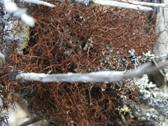 Bryocaulon divergens