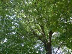Carpinus tropicalis