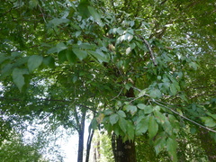 Carpinus tropicalis
