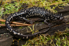 Plethodon variolatus