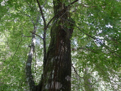 Carpinus tropicalis