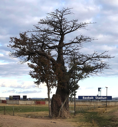 African baobab