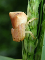 Epicadus taczanowskii