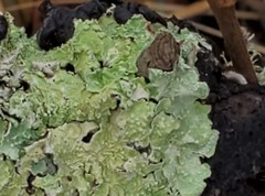 Flavopunctelia borrerioides