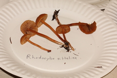 Rhodophana nitellina