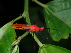 Ricolla quadrispinosa