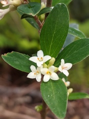 Pimelea drupacea
