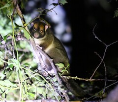 Masked Ringtail photo 2