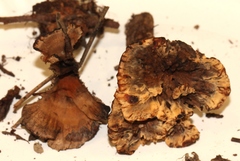 Hydnellum chrysinum