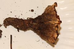 Hydnellum chrysinum