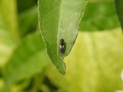 Microchrysa bicolor