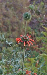 Leonotis nepetifolia