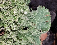 Flavopunctelia borrerioides