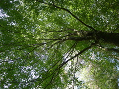 Carpinus tropicalis