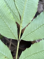 Ptisana