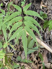 Ptisana