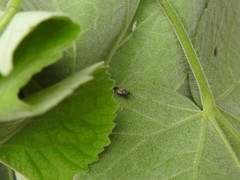 Oxycarenidae