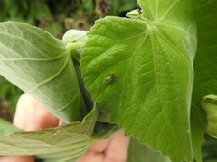 Oxycarenidae