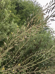 Descurainia erodiifolia