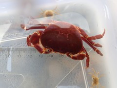 Geothelphusa pingtung