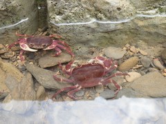 Geothelphusa pingtung