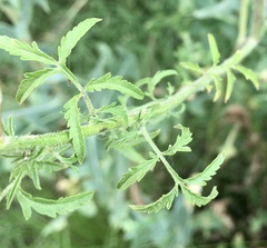 Descurainia erodiifolia