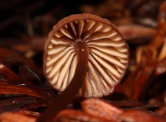 Mycena sanguinolenta