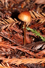 Mycena sanguinolenta