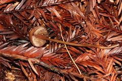 Mycena sanguinolenta