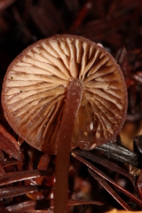 Mycena sanguinolenta