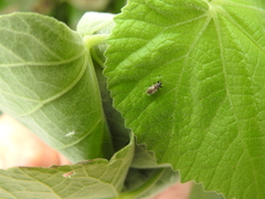 Oxycarenidae