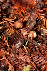 Mycena sanguinolenta