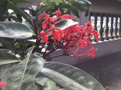 Ixora casei