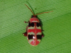 Asphaera quadrifasciata