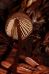Mycena sanguinolenta